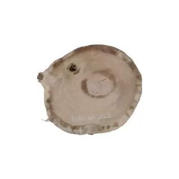 Plaster Dębowy 47x41x5cm Dąb