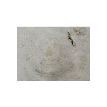 Plaster Dębowy 45x42x5cm Dąb