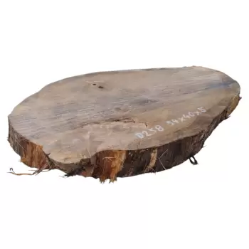 Plaster Dębowy 54x40x5cm Dąb