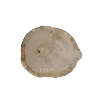 Plaster Dębowy 47x41x5cm Dąb