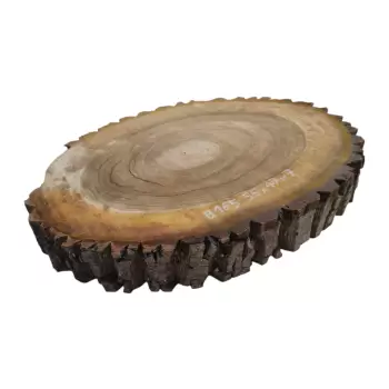 Plaster Orzecha Włoskiego 55x47x7cm