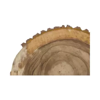 Plaster Orzecha Włoskiego 55x47x7cm