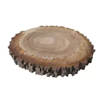 Plaster Orzecha Włoskiego 55x46x7cm