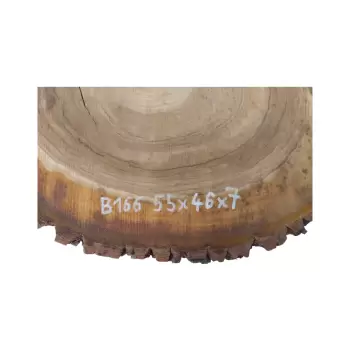 Plaster Orzecha Włoskiego 55x46x7cm