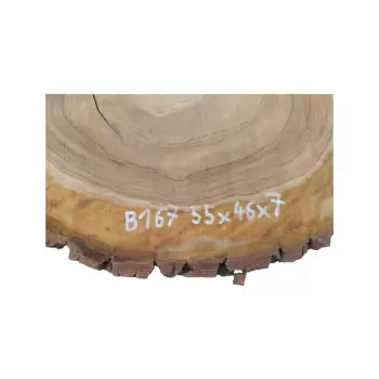 Plaster Orzecha Włoskiego 55x46x7cm