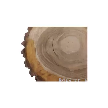 Plaster Orzecha Włoskiego 55x46x7cm