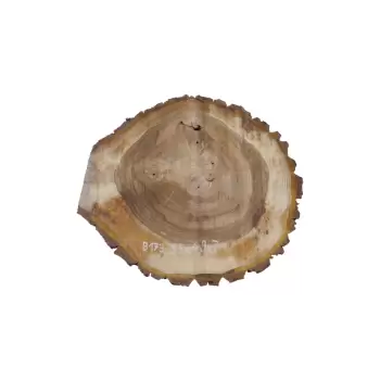 Plaster Orzecha Włoskiego 55x49x7cm