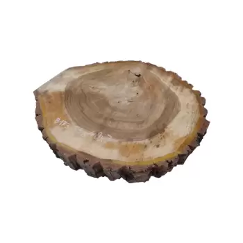 Plaster Orzecha Włoskiego 55x49x7cm