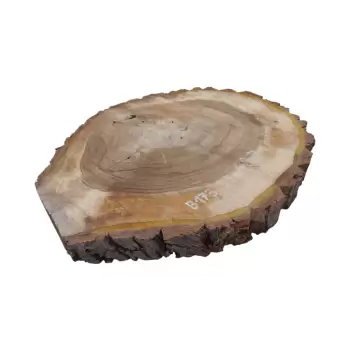 Plaster Orzecha Włoskiego 55x49x7cm