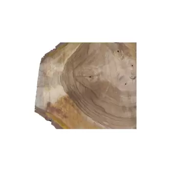 Plaster Orzecha Włoskiego 55x49x7cm