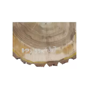 Plaster Orzecha Włoskiego 55x49x7cm