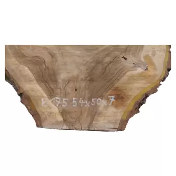Plaster Orzecha Włoskiego 54x50x7cm