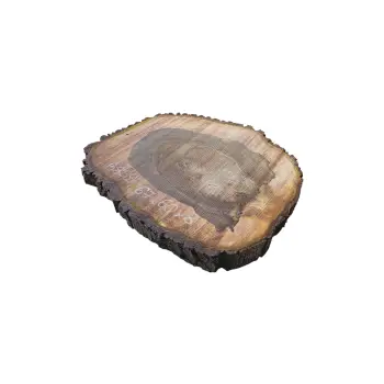 Plaster Orzecha Włoskiego po Suszarni 67x60x8cm