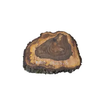 Plaster Orzecha Włoskiego po Suszarni 68x63x8cm