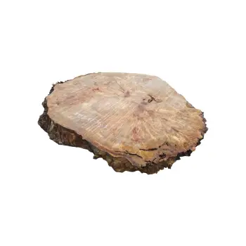 Plaster Topoli z Czeczotą 87x78x9cm