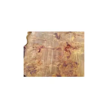 Plaster Topoli z Czeczotą 87x78x9cm