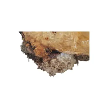 Plaster Topoli z Czeczotą 100x69x9cm
