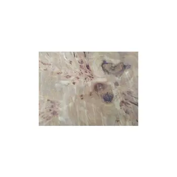 Plaster Topoli z Czeczotą 83x78x9cm