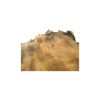 Plaster Topoli z Czeczotą 84x72x9cm