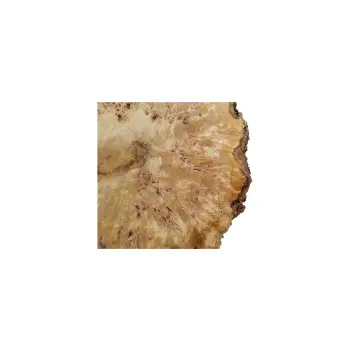 Plaster Topoli z Czeczotą 86x80x9cm