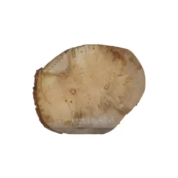 Plaster Jawora 47x40x5cm