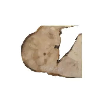 Plaster Jawora 66x58x5cm