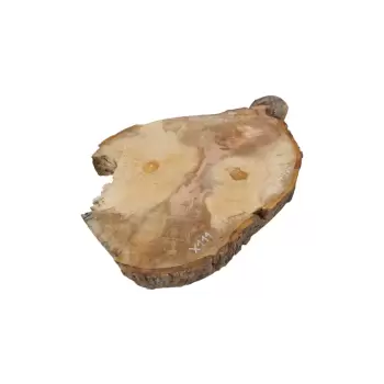 Plaster Jawora 60x49x6cm