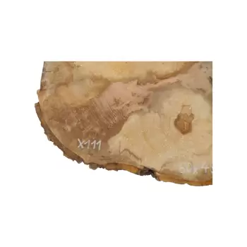 Plaster Jawora 60x49x6cm