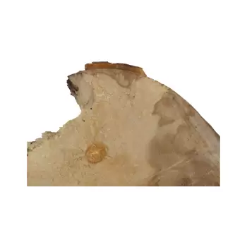 Plaster Jawora 60x49x6cm