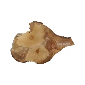 Plaster Jawora 68x47x6cm