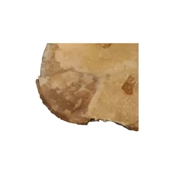 Plaster Jawora 68x47x6cm