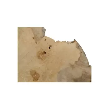 Plaster Jawora 51x45x4cm