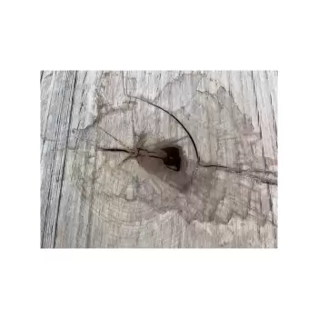 Plaster Jawora 96x83x10cm