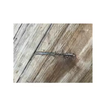 Plaster Jawora 96x83x10cm