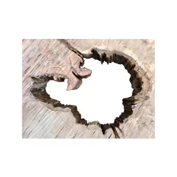 Plaster Jawora 93x81x9cm