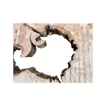 Plaster Jawora 93x82x8cm