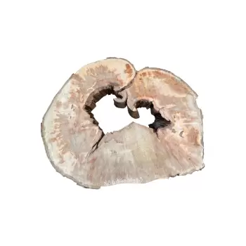 Plaster Jawora 92x81x8,5cm