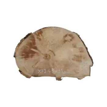 Plaster Jawora 45x31x5cm
