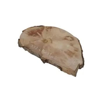 Plaster Jawora 45x31x5cm