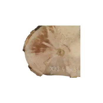 Plaster Jawora 45x31x5cm