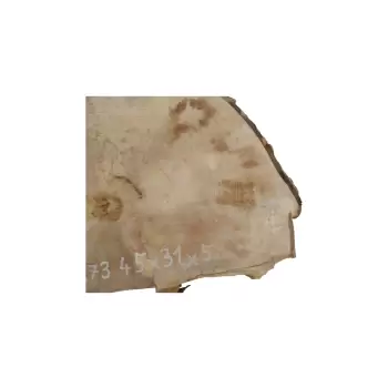 Plaster Jawora 45x31x5cm