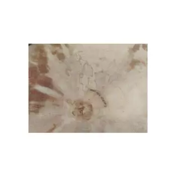Plaster Jawora 45x31x5cm