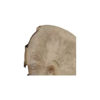 Plaster Jawora 41x32x5cm