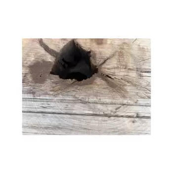 Plaster Jawora 90x85x11cm