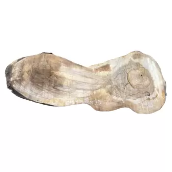 Plaster Orzecha Włoskiego 106x46/35x9,5cm