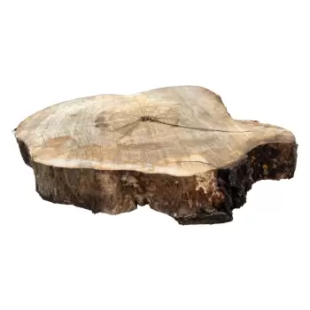Plaster Orzecha Włoskiego 70x57x8cm