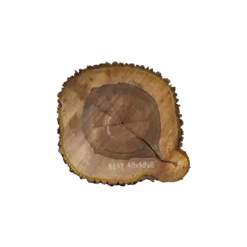 Plaster Orzecha Włoskiego 48x49x8cm