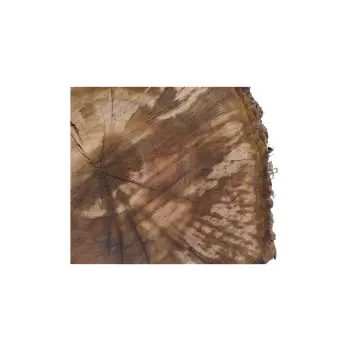 Plaster Orzecha Włoskiego 54x49x8cm