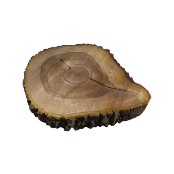 Plaster Orzecha Włoskiego 59x47x7cm