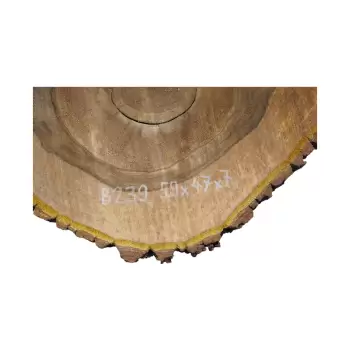 Plaster Orzecha Włoskiego 59x47x7cm